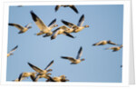 Snow Geese, Bosque del Apache, New Mexico by Anonymous