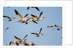 Snow Geese, Bosque del Apache, New Mexico by Anonymous