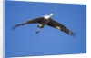 Sandhill Cranes in Flight, Bosque del Apache, New Mexico by Anonymous