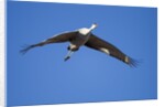 Sandhill Cranes in Flight, Bosque del Apache, New Mexico by Anonymous