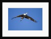 Sandhill Cranes in Flight, Bosque del Apache, New Mexico by Anonymous