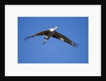 Sandhill Cranes in Flight, Bosque del Apache, New Mexico by Anonymous