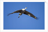 Sandhill Cranes in Flight, Bosque del Apache, New Mexico by Anonymous