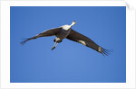 Sandhill Cranes in Flight, Bosque del Apache, New Mexico by Anonymous