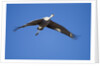 Sandhill Cranes in Flight, Bosque del Apache, New Mexico by Anonymous