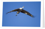 Sandhill Cranes in Flight, Bosque del Apache, New Mexico by Anonymous