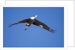 Sandhill Cranes in Flight, Bosque del Apache, New Mexico by Anonymous