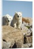 Polar Bear Cubs, Hudson Bay, Manitoba, Canada by Anonymous