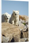 Polar Bear Cubs, Hudson Bay, Manitoba, Canada by Anonymous
