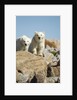 Polar Bear Cubs, Hudson Bay, Manitoba, Canada by Anonymous