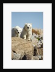 Polar Bear Cubs, Hudson Bay, Manitoba, Canada by Anonymous