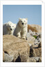Polar Bear Cubs, Hudson Bay, Manitoba, Canada by Anonymous