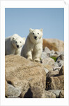 Polar Bear Cubs, Hudson Bay, Manitoba, Canada by Anonymous