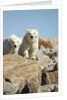 Polar Bear Cubs, Hudson Bay, Manitoba, Canada by Anonymous