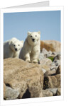 Polar Bear Cubs, Hudson Bay, Manitoba, Canada by Anonymous