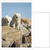 Polar Bear Cubs, Hudson Bay, Manitoba, Canada by Anonymous