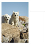 Polar Bear Cubs, Hudson Bay, Manitoba, Canada by Anonymous
