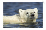 Polar Bear Cub, Hudson Bay, Manitoba, Canada by Anonymous