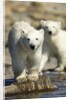 Polar Bear Cubs, Hudson Bay, Manitoba, Canada by Anonymous