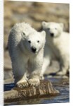 Polar Bear Cubs, Hudson Bay, Manitoba, Canada by Anonymous