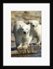 Polar Bear Cubs, Hudson Bay, Manitoba, Canada by Anonymous
