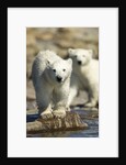 Polar Bear Cubs, Hudson Bay, Manitoba, Canada by Anonymous