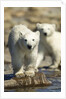 Polar Bear Cubs, Hudson Bay, Manitoba, Canada by Anonymous
