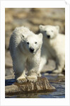 Polar Bear Cubs, Hudson Bay, Manitoba, Canada by Anonymous
