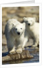 Polar Bear Cubs, Hudson Bay, Manitoba, Canada by Anonymous