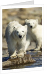 Polar Bear Cubs, Hudson Bay, Manitoba, Canada by Anonymous