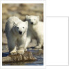 Polar Bear Cubs, Hudson Bay, Manitoba, Canada by Anonymous