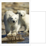 Polar Bear Cubs, Hudson Bay, Manitoba, Canada by Anonymous
