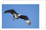 Sandhill Crane in Flight, Bosque del Apache, New Mexico by Anonymous