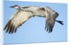 Sandhill Crane in Flight, Bosque del Apache, New Mexico by Anonymous