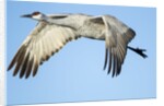 Sandhill Crane in Flight, Bosque del Apache, New Mexico by Anonymous