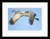 Sandhill Crane in Flight, Bosque del Apache, New Mexico by Anonymous