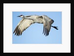 Sandhill Crane in Flight, Bosque del Apache, New Mexico by Anonymous