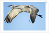Sandhill Crane in Flight, Bosque del Apache, New Mexico by Anonymous