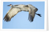 Sandhill Crane in Flight, Bosque del Apache, New Mexico by Anonymous