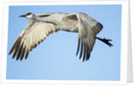 Sandhill Crane in Flight, Bosque del Apache, New Mexico by Anonymous