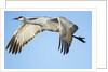 Sandhill Crane in Flight, Bosque del Apache, New Mexico by Anonymous