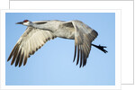 Sandhill Crane in Flight, Bosque del Apache, New Mexico by Anonymous