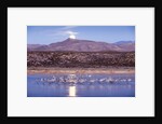 Sandhill Cranes and Full Moon, Bosque del Apache, New Mexico by Anonymous