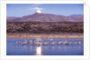 Sandhill Cranes and Full Moon, Bosque del Apache, New Mexico by Anonymous
