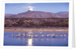 Sandhill Cranes and Full Moon, Bosque del Apache, New Mexico by Anonymous