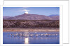 Sandhill Cranes and Full Moon, Bosque del Apache, New Mexico by Anonymous