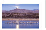 Sandhill Cranes and Full Moon, Bosque del Apache, New Mexico by Anonymous