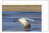 Sandhill Crane in Flight, Bosque del Apache, New Mexico by Anonymous