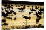 Sandhill Cranes, Bosque del Apache, New Mexico by Anonymous