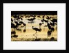 Sandhill Cranes, Bosque del Apache, New Mexico by Anonymous